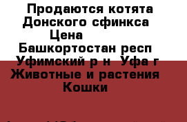 Продаются котята Донского сфинкса › Цена ­ 2 500 - Башкортостан респ., Уфимский р-н, Уфа г. Животные и растения » Кошки   